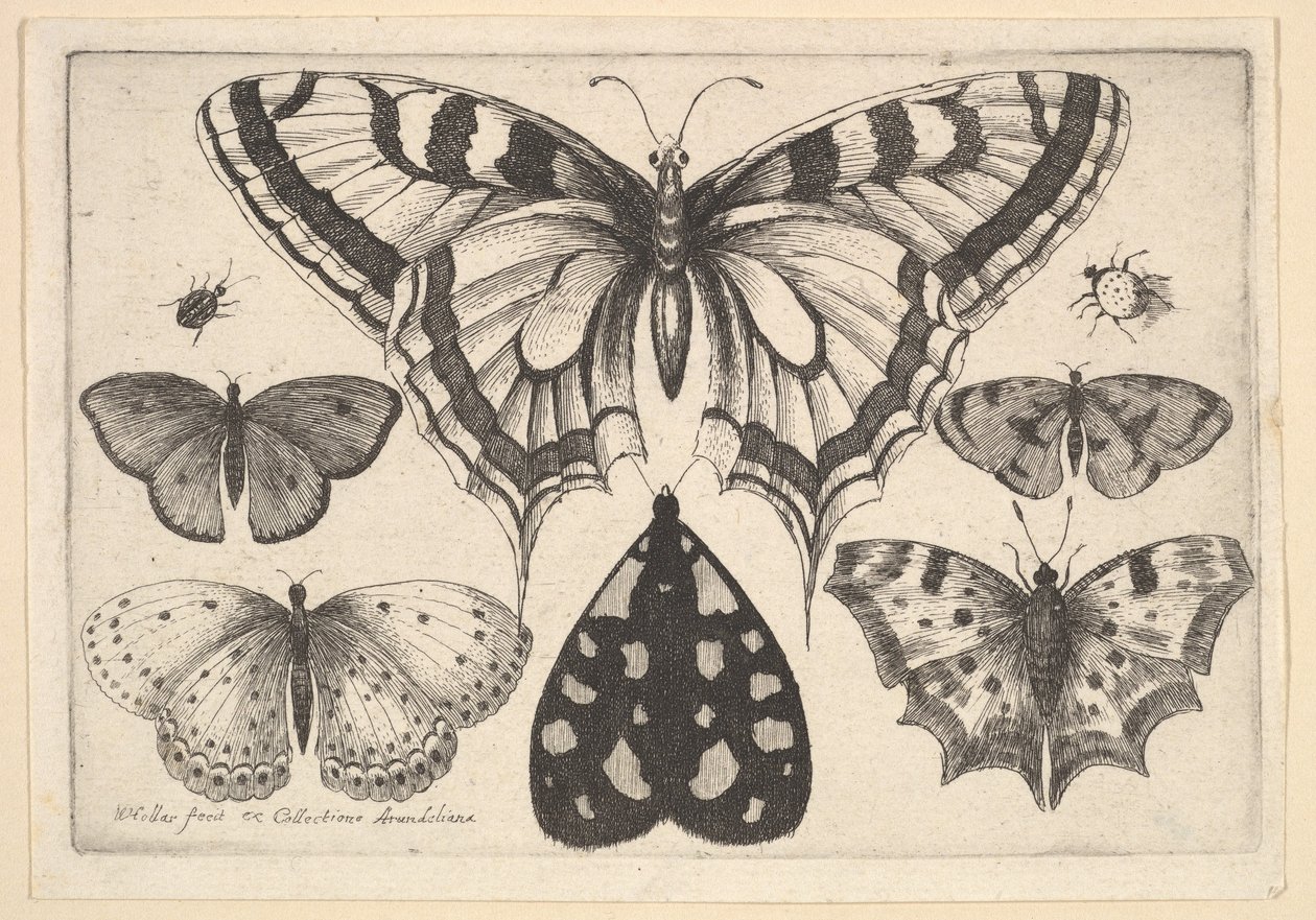 Beş Kelebek, Bir Güve ve İki Böcek, 1646. by Wenceslaus Hollar