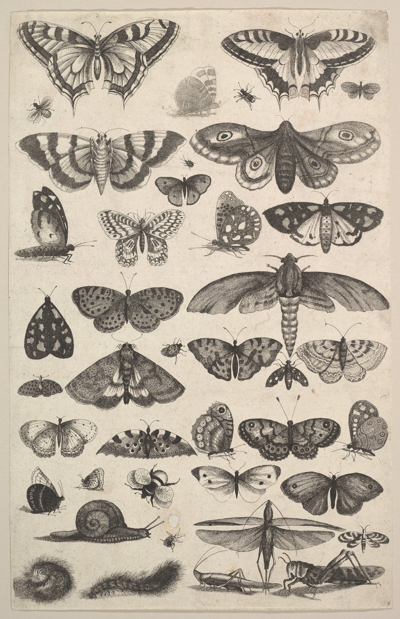Güveler ve kelebekler dahil kırk bir Böcek, 1625-77. by Wenceslaus Hollar