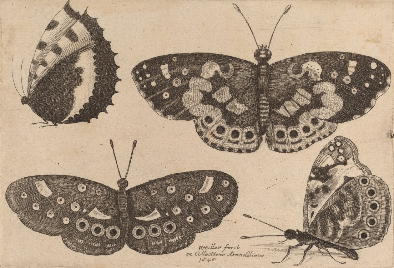 Dört Kelebek, 1646. by Wenceslaus Hollar