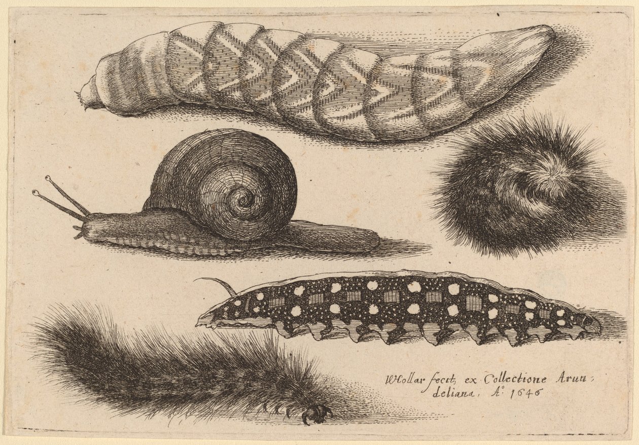 Dört Tırtıl ve Bir Salyangoz by Wenceslaus Hollar