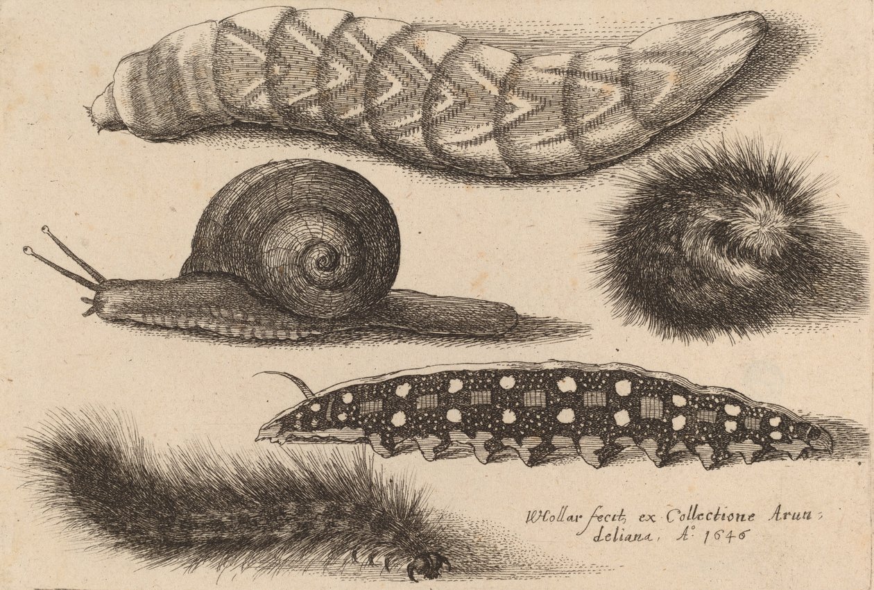 Dört Tırtıl ve Bir Salyangoz, 1646. by Wenceslaus Hollar