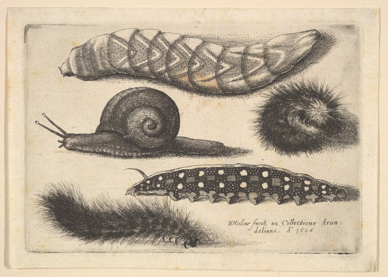 Dört Tırtıl ve Bir Salyangoz, 1646. by Wenceslaus Hollar