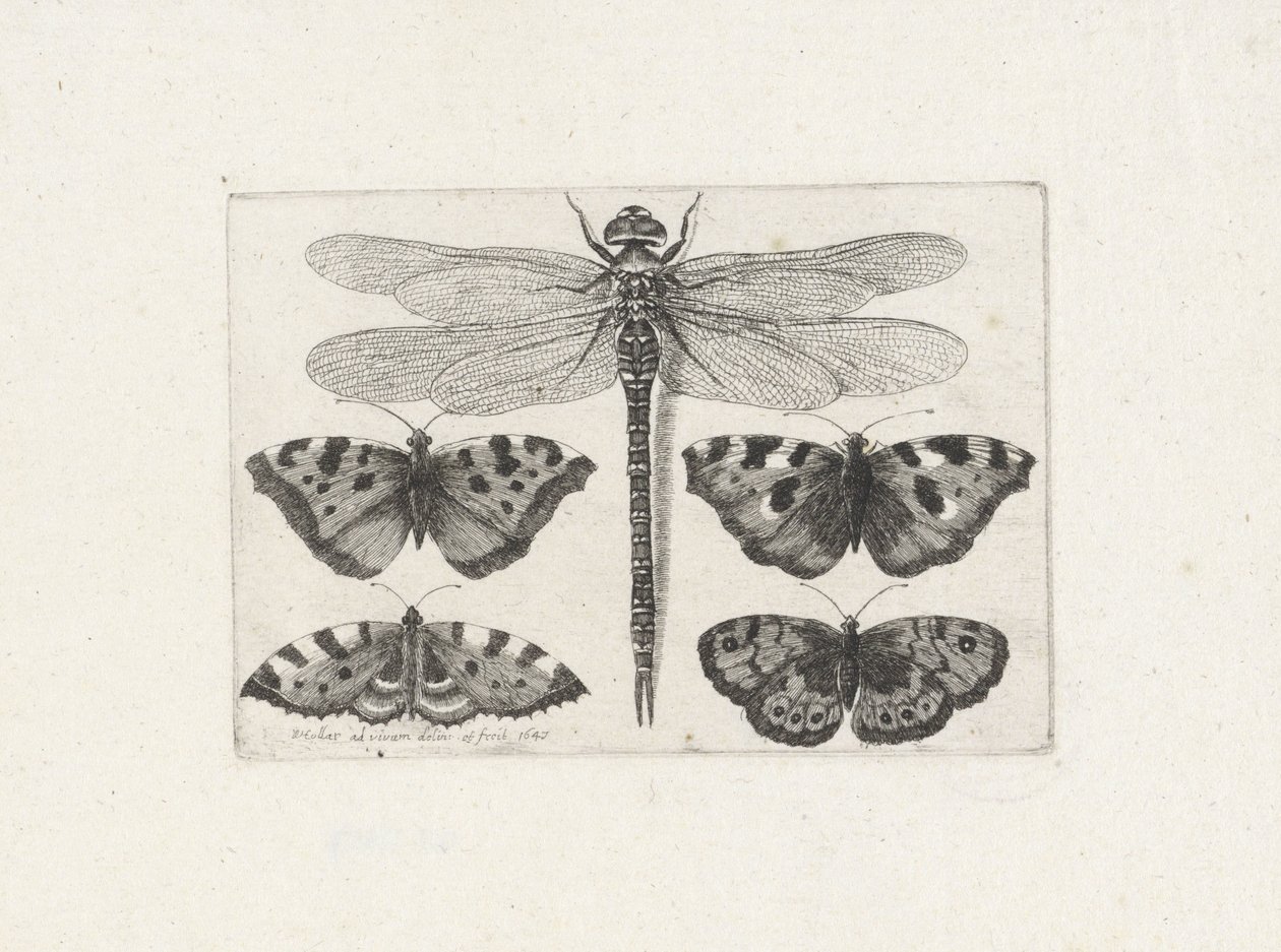 Yusufçuk ve dört kelebek by Wenceslaus Hollar