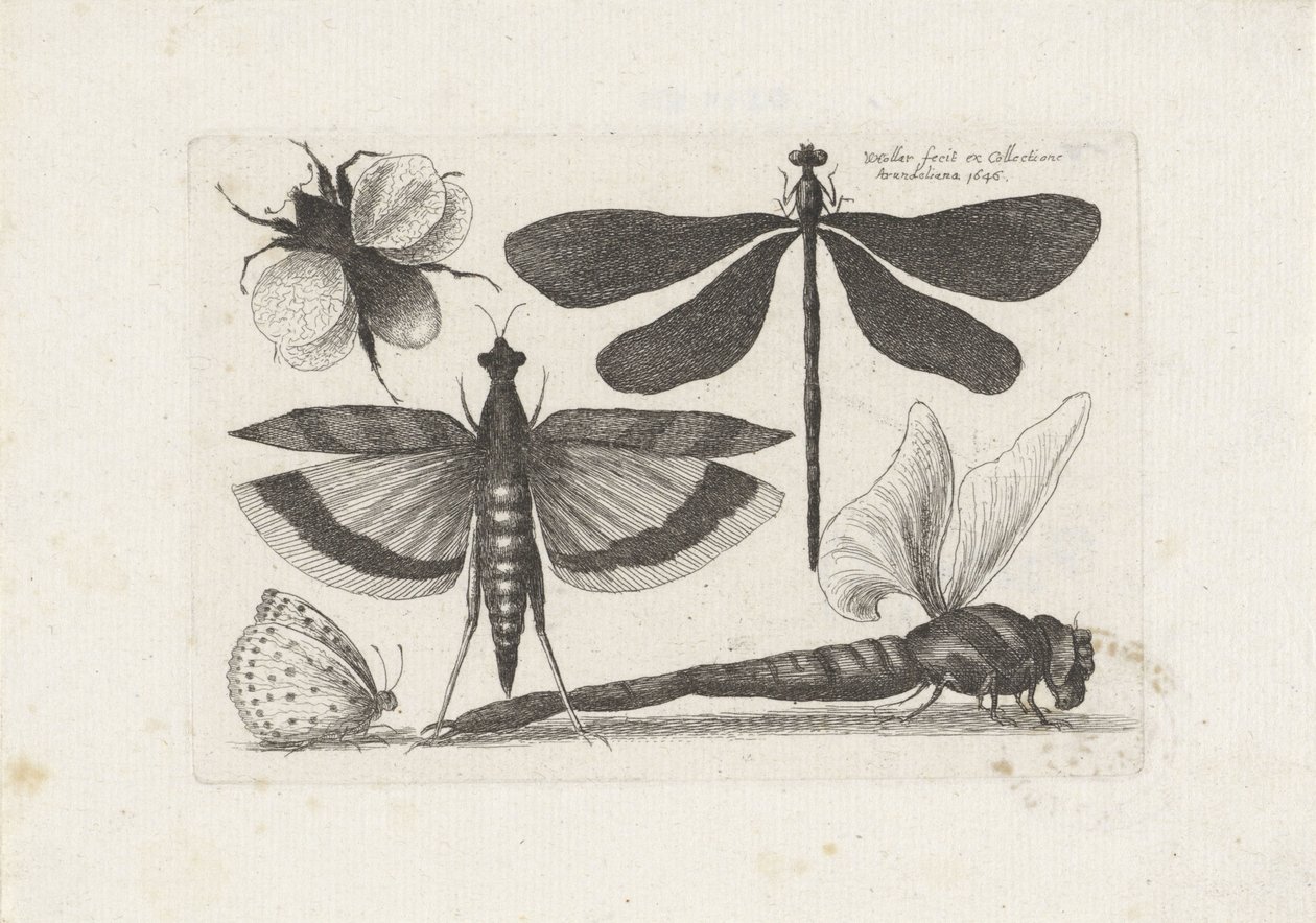 Yusufçuk, kelebek ve yaban arısı Böcekler (dizi adı) Muscarum Scarabeorum (dizi adı) by Wenceslaus Hollar