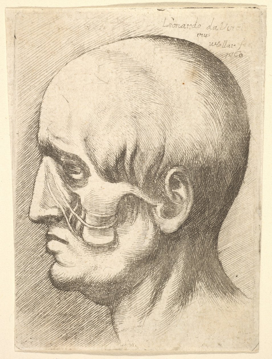 Profilde erkek başı, kasları açıkta, 1660. by Wenceslaus Hollar