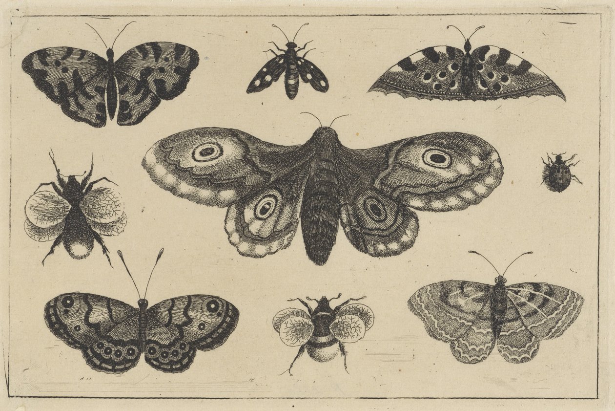 Güve, dört kelebek, iki yaban arısı ve diğer iki böcek Çeşitli böcekler (dizi başlığı) Diversae Insectorum (dizi başlığı) by Wenceslaus Hollar