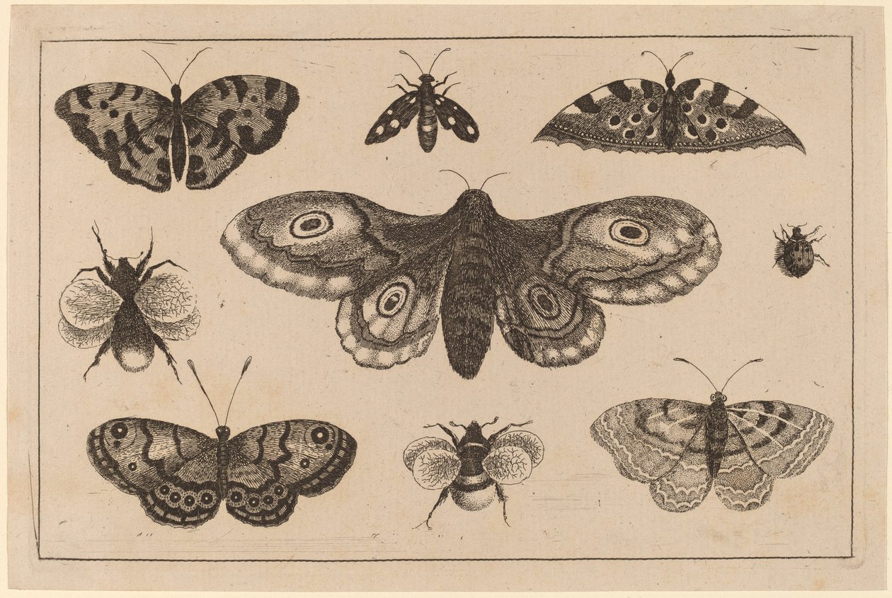 Güve, Kelebekler ve Arılar by Wenceslaus Hollar