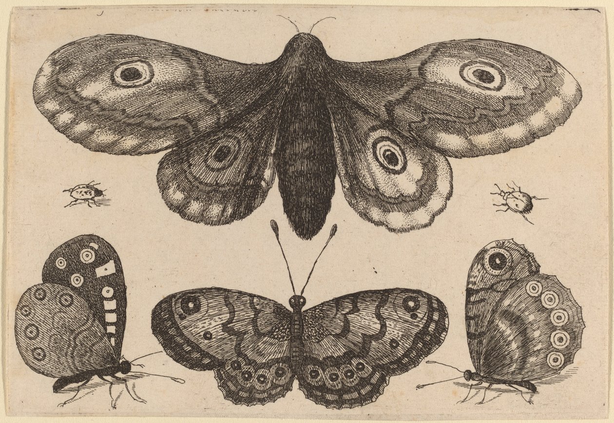 Güve, Üç Kelebek ve İki Böcek by Wenceslaus Hollar