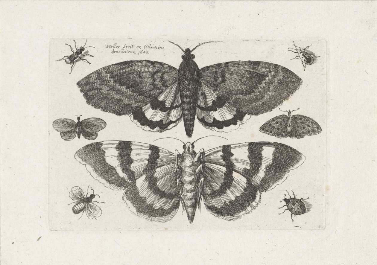 Güveler ve küçük böcekler Böcekler (dizi adı) Muscarum Scarabeorum (dizi adı) by Wenceslaus Hollar