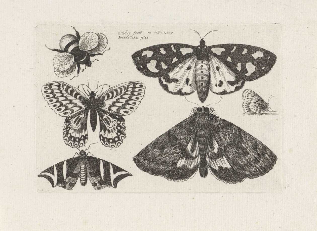 Güveler, kelebekler ve yaban arısı Böcekler (dizi adı) Muscarum Scarabeorum (dizi adı) by Wenceslaus Hollar