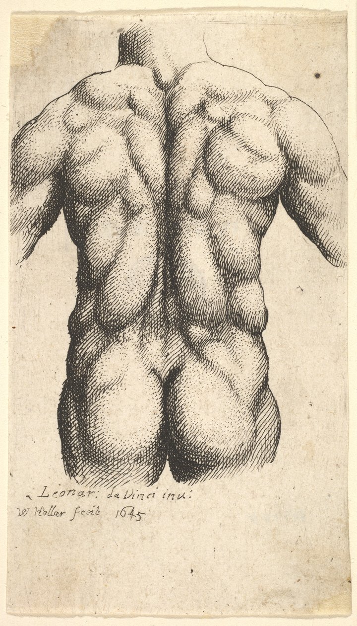 Arkadan çıplak erkek gövdesi, 1645. by Wenceslaus Hollar