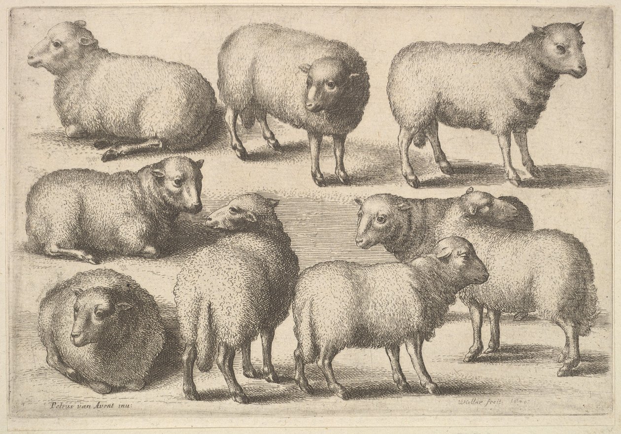 Dokuz koyun, 1646. by Wenceslaus Hollar