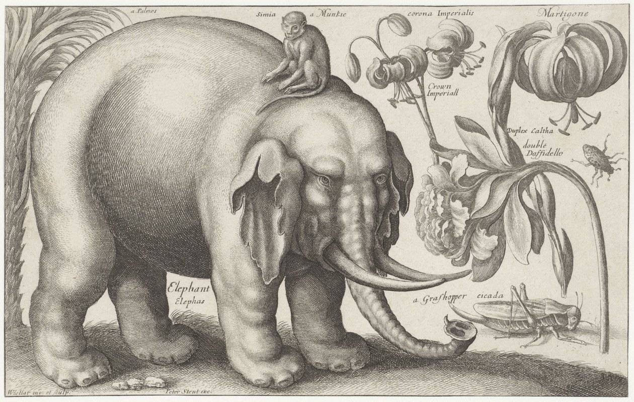 Fil, maymun, çiçekler ve böcekler Bitkiler ve Hayvanlar (dizi başlığı) Animalium Ferarum (nesne üzerinde seri başlığı) by Wenceslaus Hollar