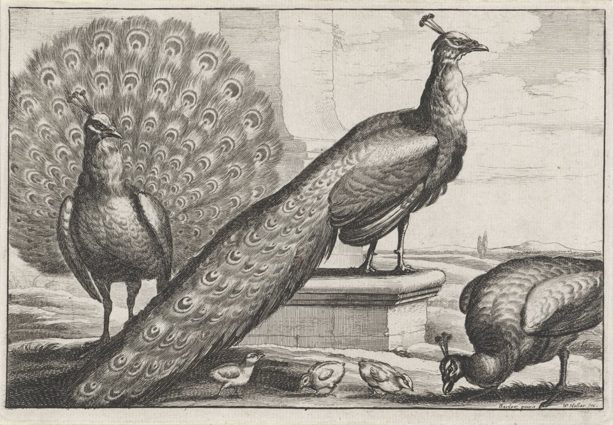 Tavus kuşları Diversae avium türleri (dizi başlığı) Çeşitli kuşlar (dizi başlığı) by Wenceslaus Hollar
