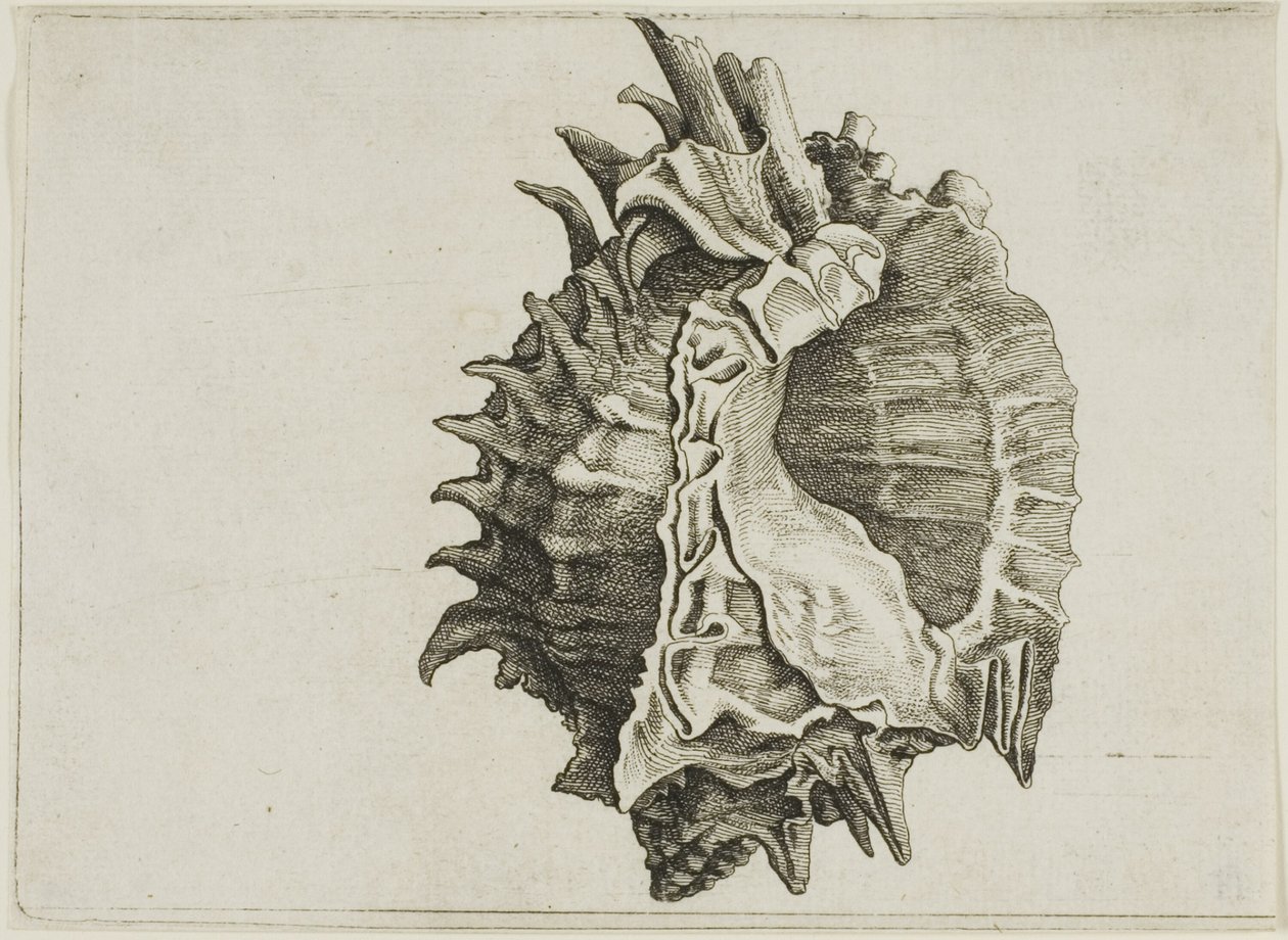 Pembe Ağızlı Murex (phyllonotus erythrostomus) by Wenceslaus Hollar