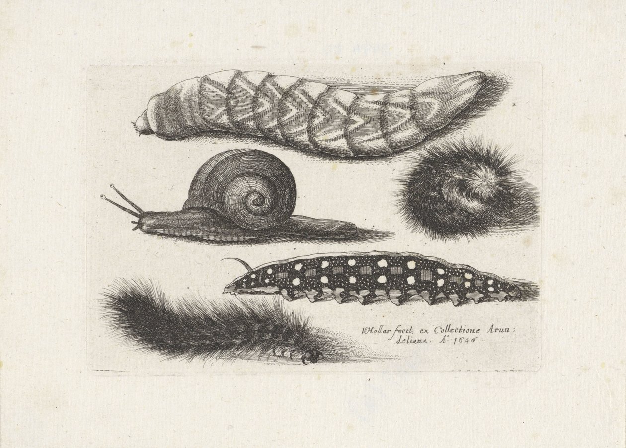 Tırtıllar ve bir salyangoz Böcekler (dizi adı) Muscarum Scarabeorum (dizi adı) by Wenceslaus Hollar