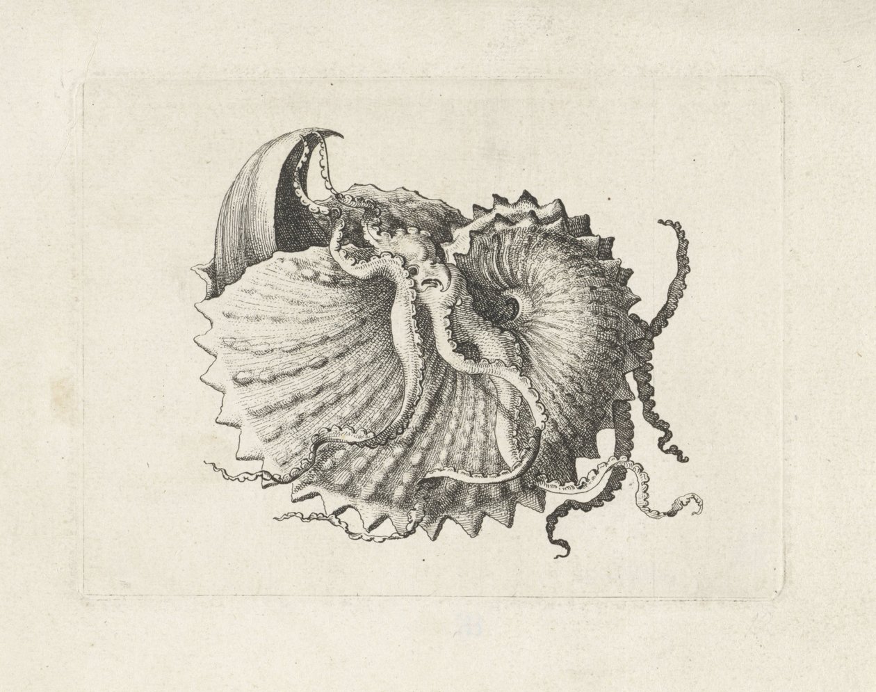 Kabuk, argonauta nodosa Kabuklar (seri başlığı) by Wenceslaus Hollar