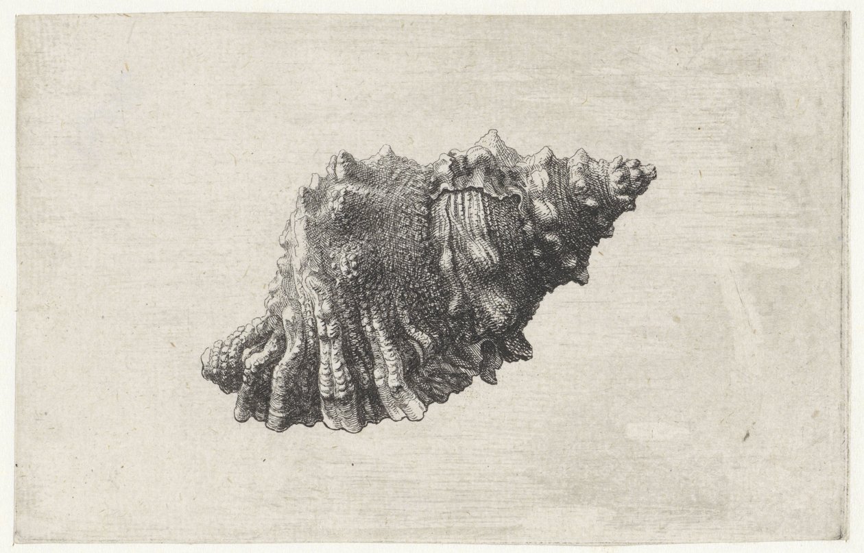 Kabuk, bursa rubeta Kabuklar (seri başlığı) by Wenceslaus Hollar