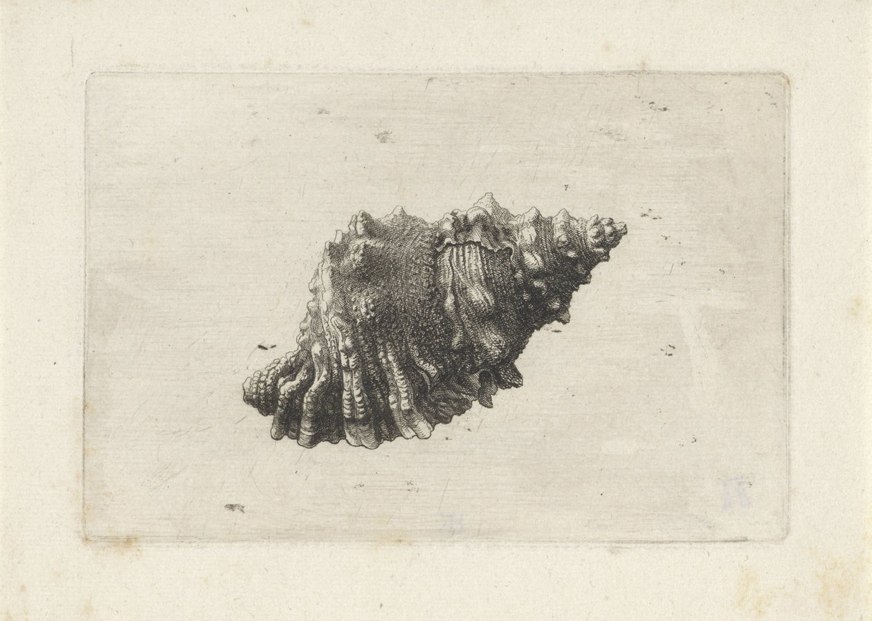 Kabuk, bursa rubeta Kabuklar (seri başlığı) by Wenceslaus Hollar