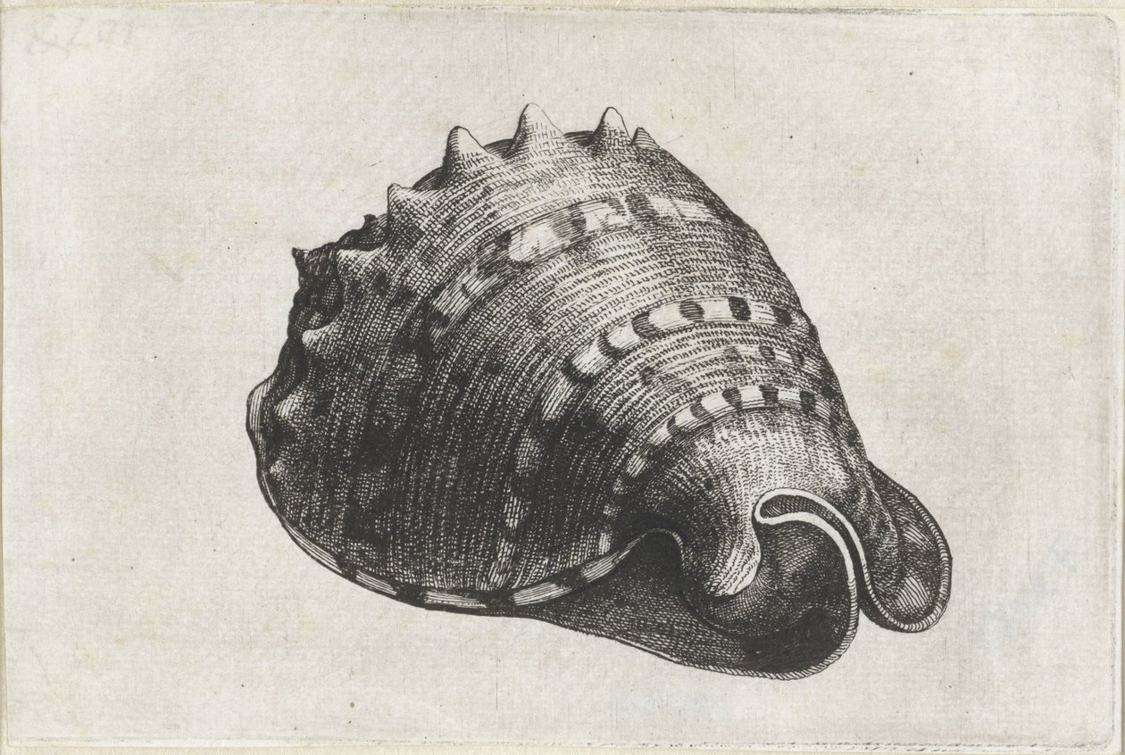 Kabuk, cassis cornuta Kabuklar (seri başlığı) by Wenceslaus Hollar