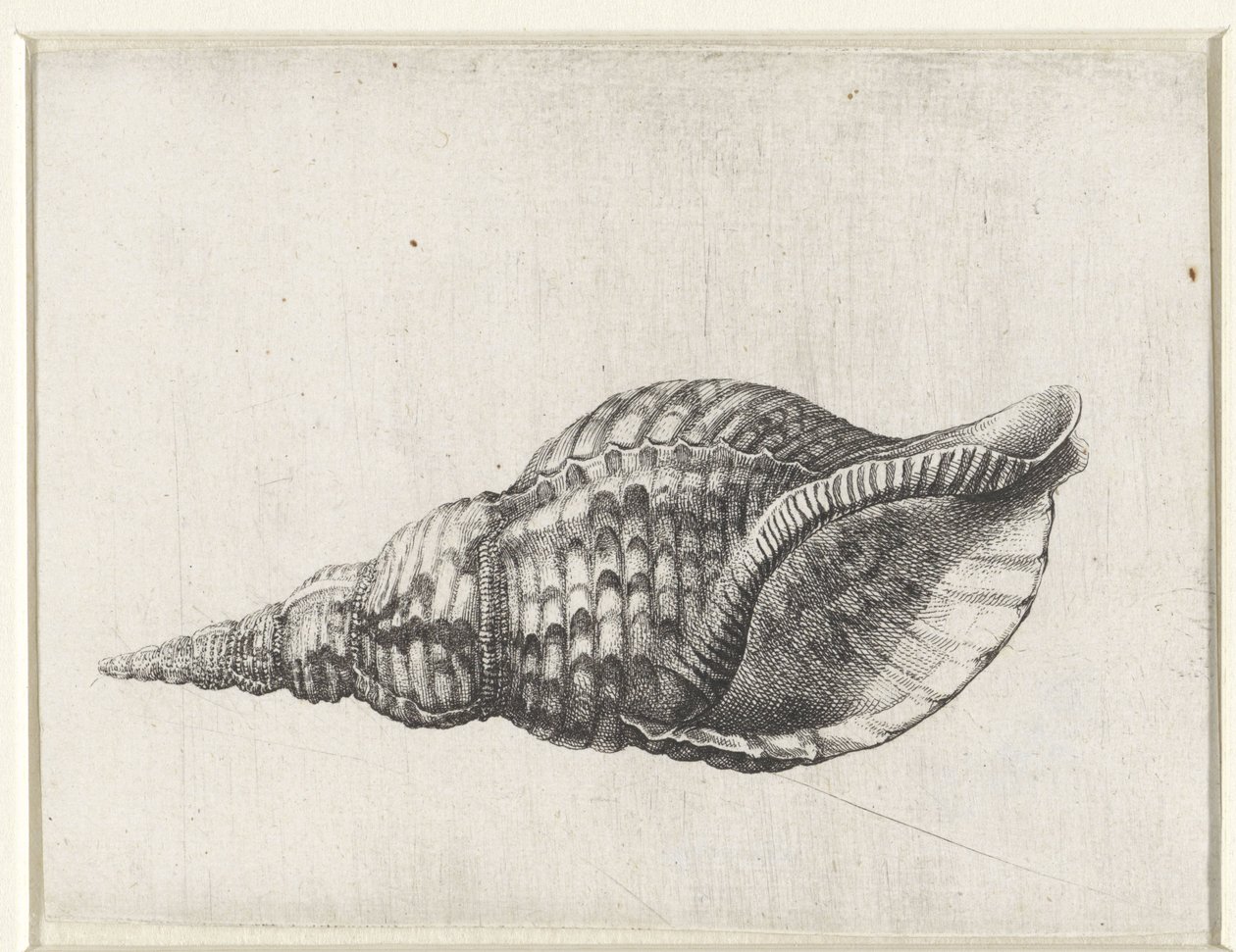Kabuk, charonia tritonis Kabuklar (seri başlığı) by Wenceslaus Hollar