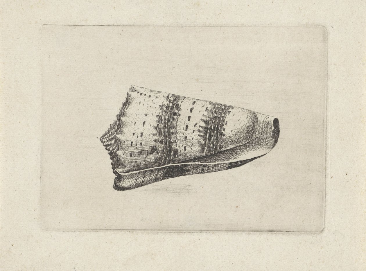 Kabuk, koni emperyal Kabuklar (seri başlığı) by Wenceslaus Hollar