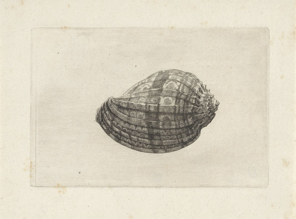 Kabuk, harpa majör Kabuklar (seri başlığı) by Wenceslaus Hollar