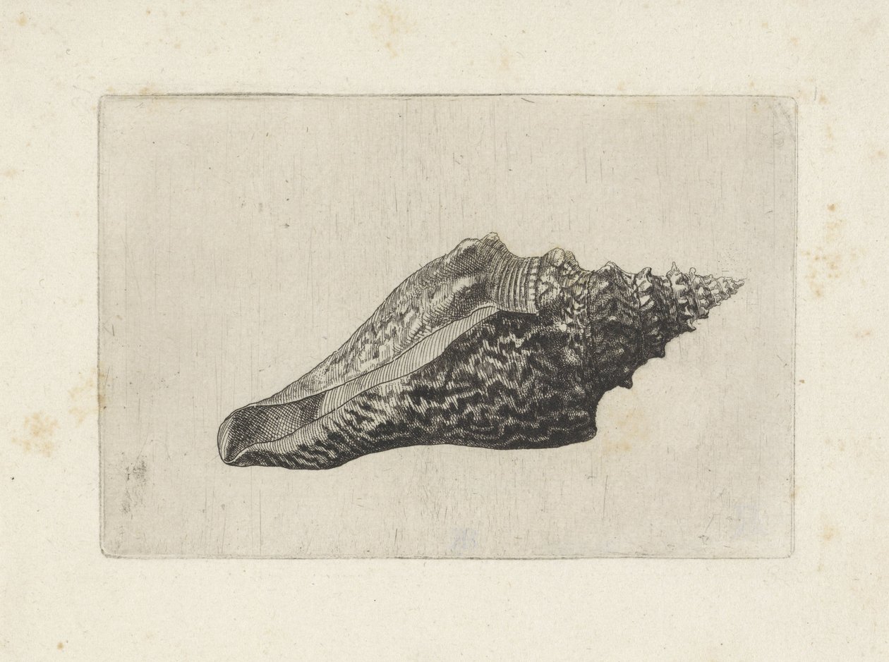 Kabuk, hemifusus ternatanus Kabuklar (seri başlığı) by Wenceslaus Hollar