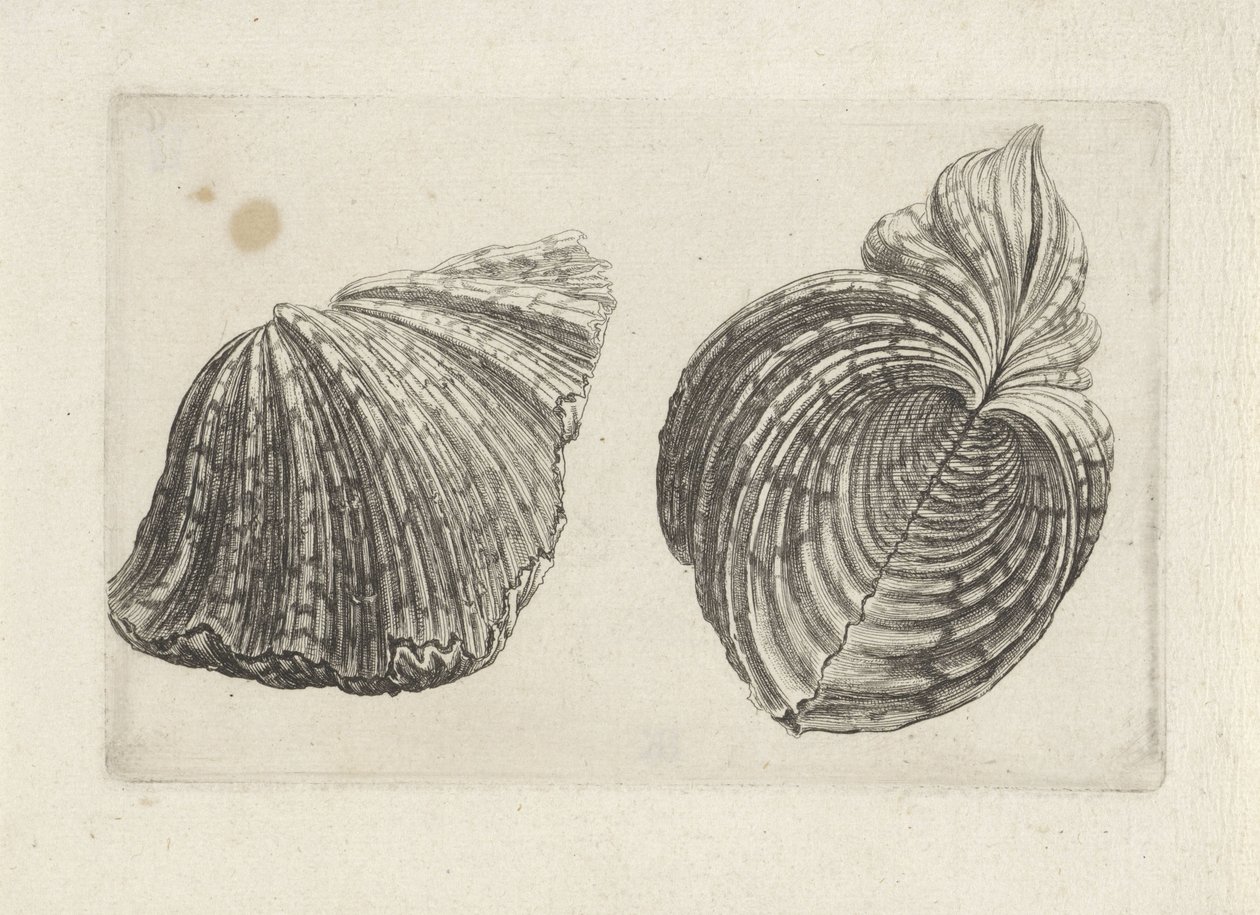 Kabuk, su aygırı su aygırı Kabuklar (seri başlığı) by Wenceslaus Hollar