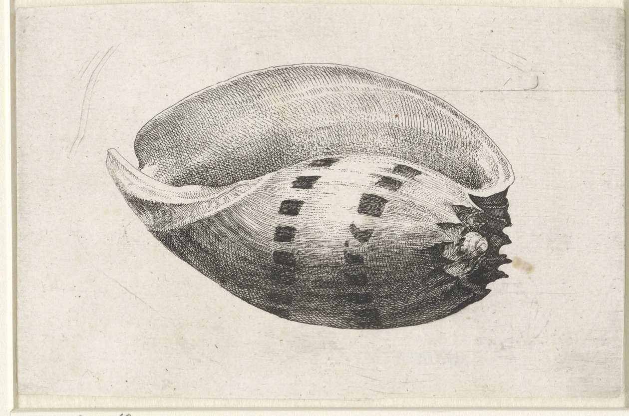 Kabuk, melo amfora Kabuklar (seri başlığı) by Wenceslaus Hollar