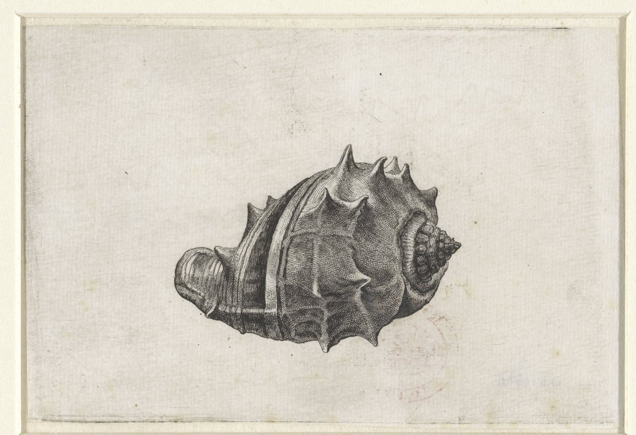 Kabuk, melongena melongena Kabuklar (seri başlığı) by Wenceslaus Hollar