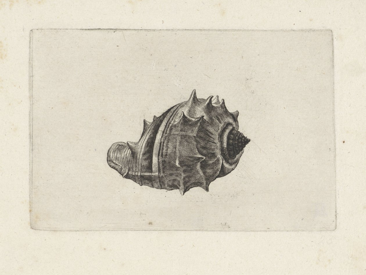 Kabuk, melongena melongena Kabuklar (seri başlığı) by Wenceslaus Hollar