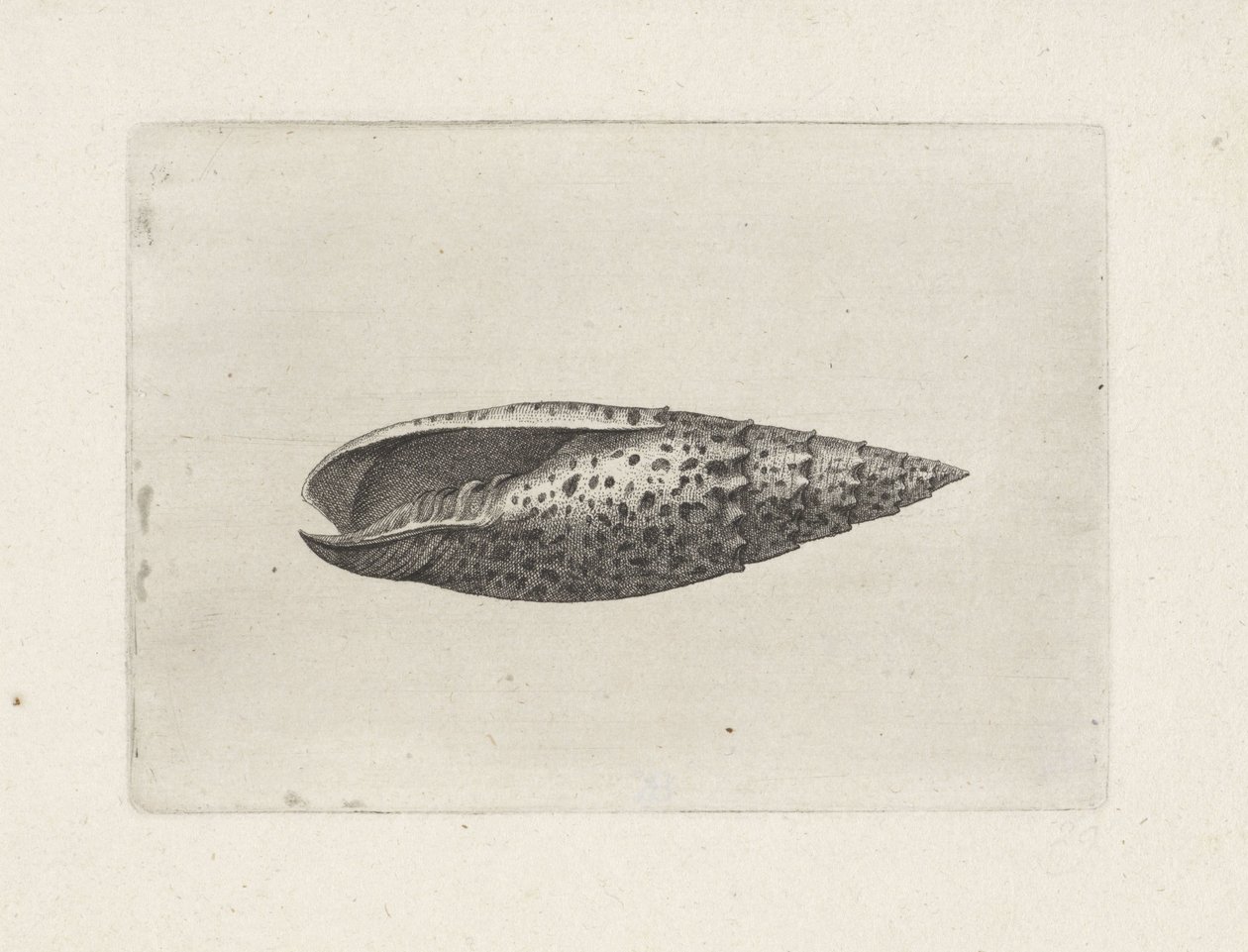 Kabuk, mitra papalis Kabuklar (seri başlığı) by Wenceslaus Hollar