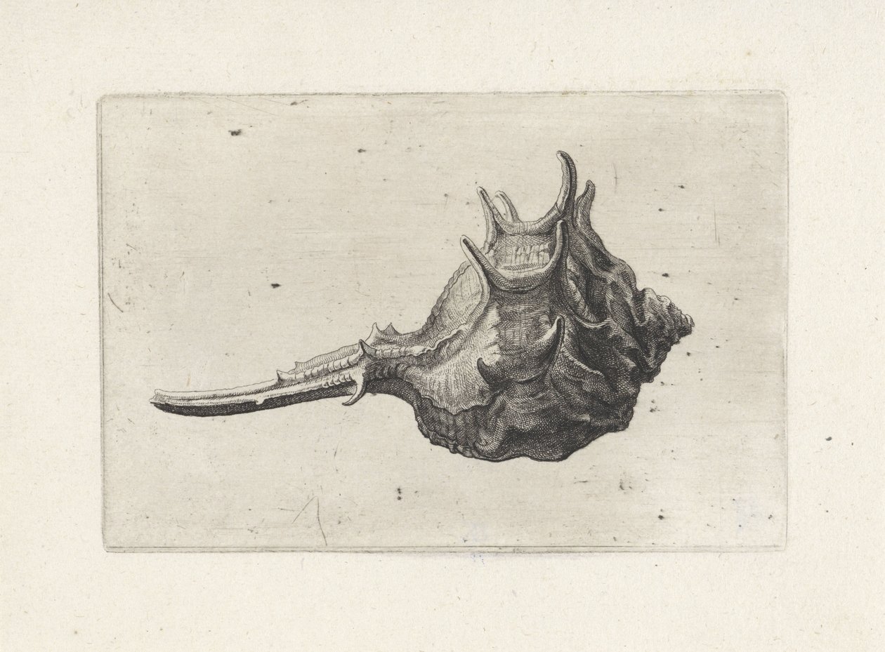 Kabuk, murex brevispina Kabuklar (seri başlığı) by Wenceslaus Hollar