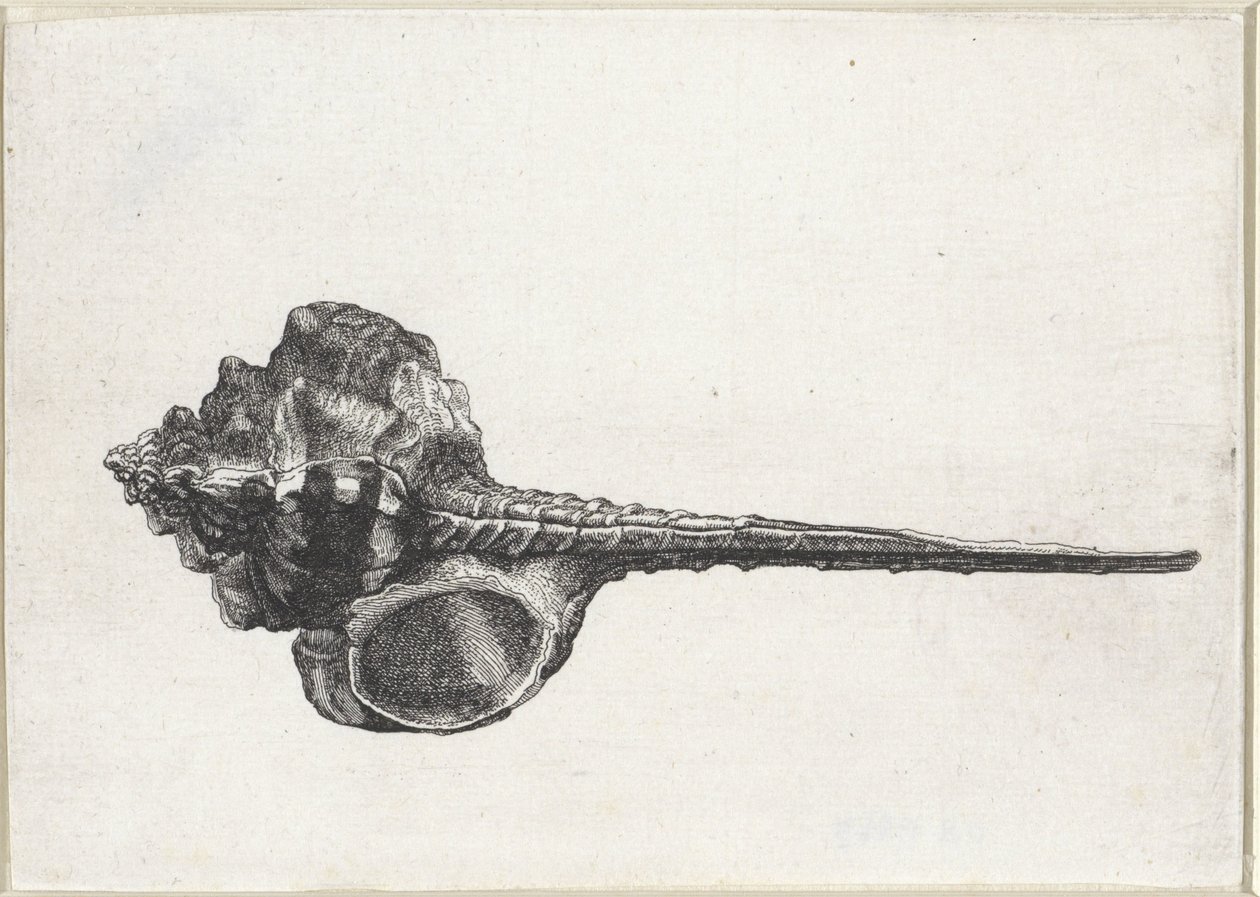 kabuk, murex haustellum Kabuklar (seri başlığı) by Wenceslaus Hollar
