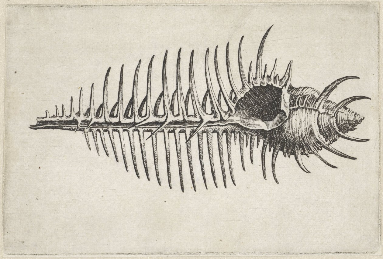Kabuk, murex pekten Kabuklar (seri başlığı) by Wenceslaus Hollar