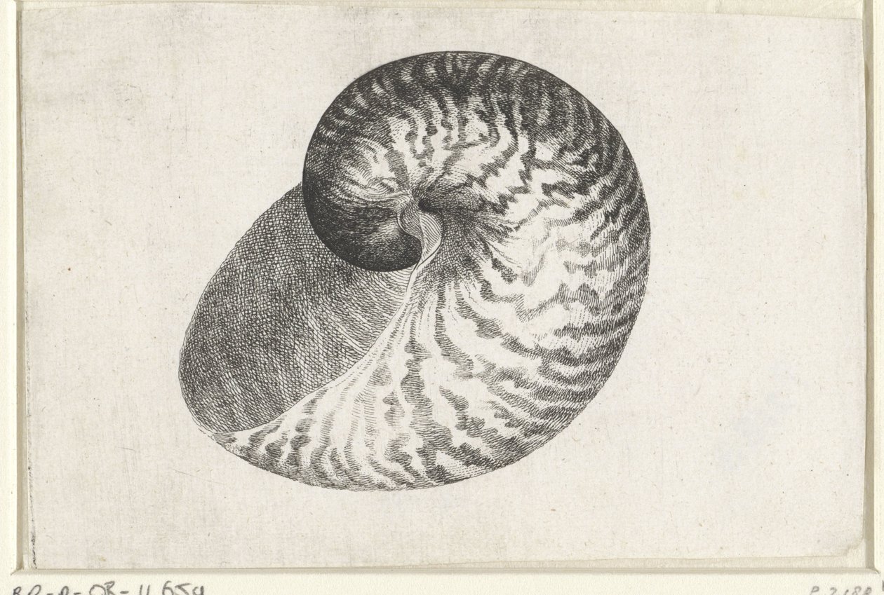 Kabuk, nautilus pompilius Kabuklar (seri başlığı) by Wenceslaus Hollar