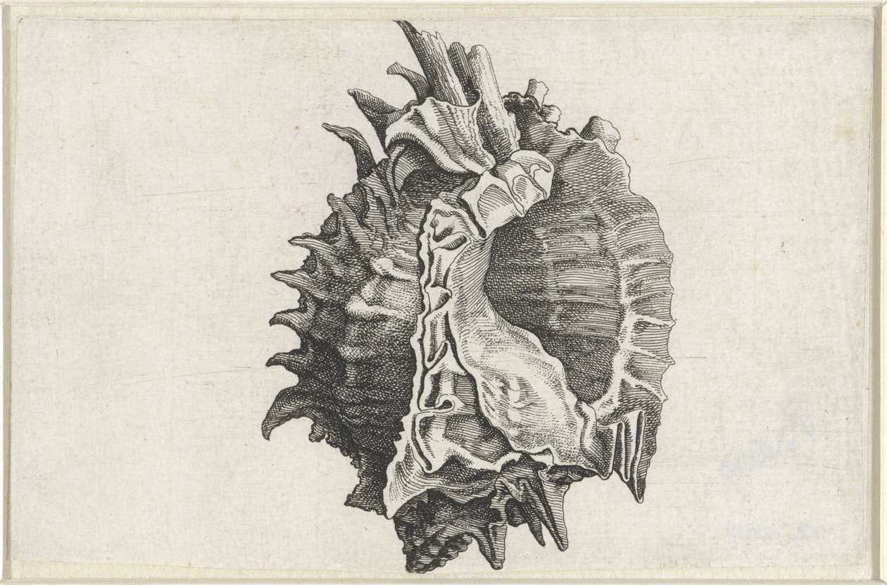Kabuk, phyllonotus erythrostomus Kabuklar (seri başlığı) by Wenceslaus Hollar