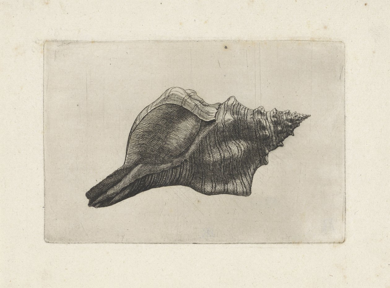 Kabuk, pleuroploca yamuk Kabuklar (seri başlığı) by Wenceslaus Hollar