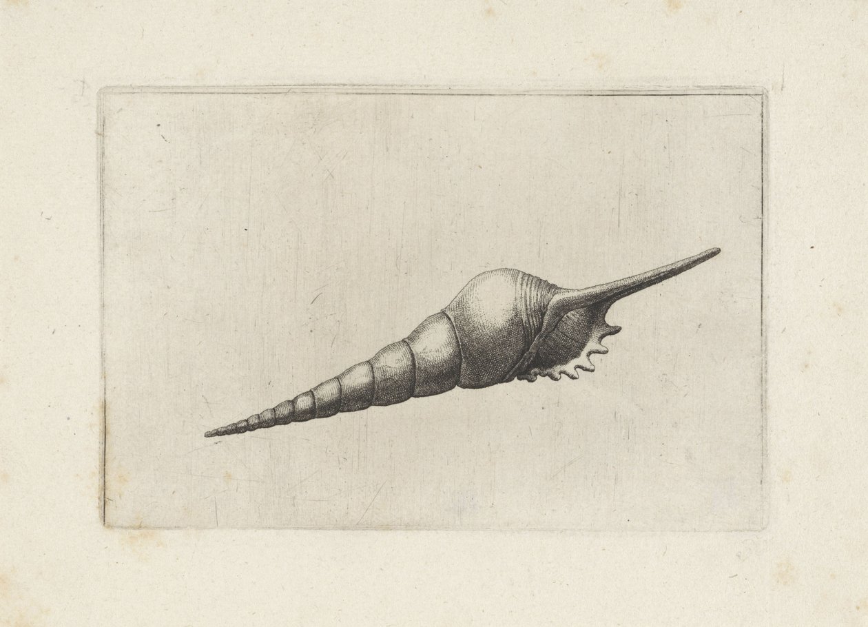 Schelp, kaynaşmış melanocheilus Schelpen (seri başlığı) by Wenceslaus Hollar