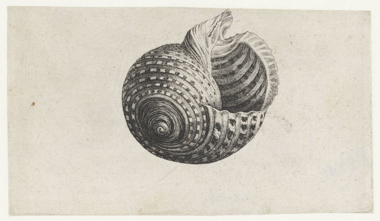 Kabuk, ton dolyum Kabuklar (seri başlığı) by Wenceslaus Hollar