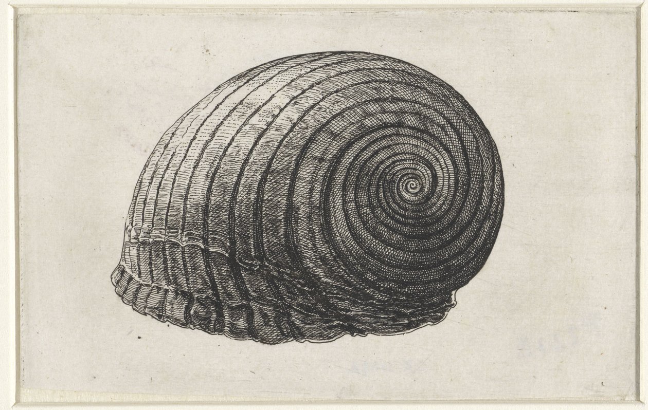 Kabuk, ton galea Kabuklar (seri başlığı) by Wenceslaus Hollar