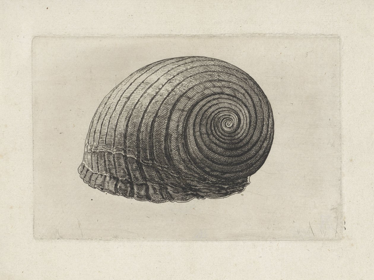Kabuk, ton galea Kabuklar (seri başlığı) by Wenceslaus Hollar