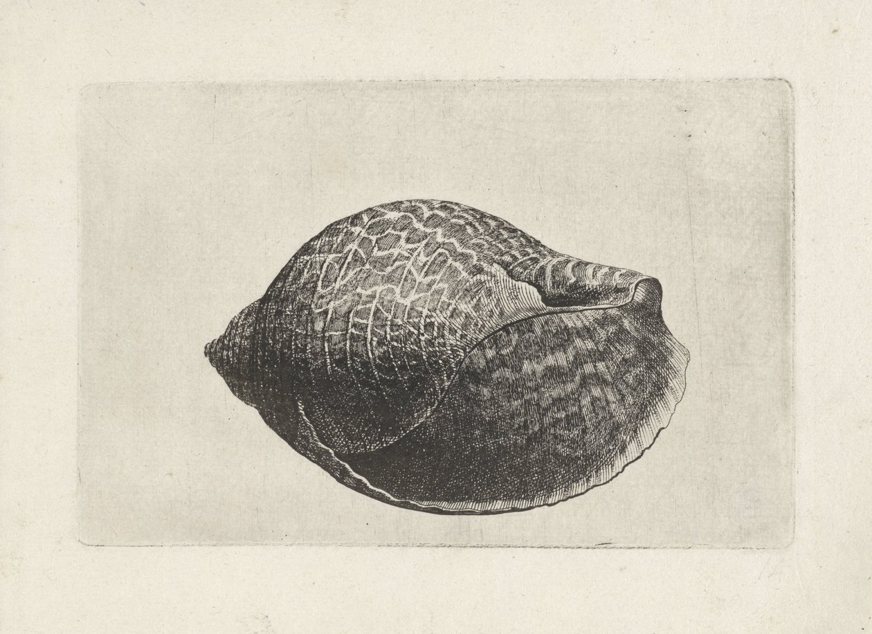 Kabuk, ton perdix Kabuklar (seri başlığı) by Wenceslaus Hollar