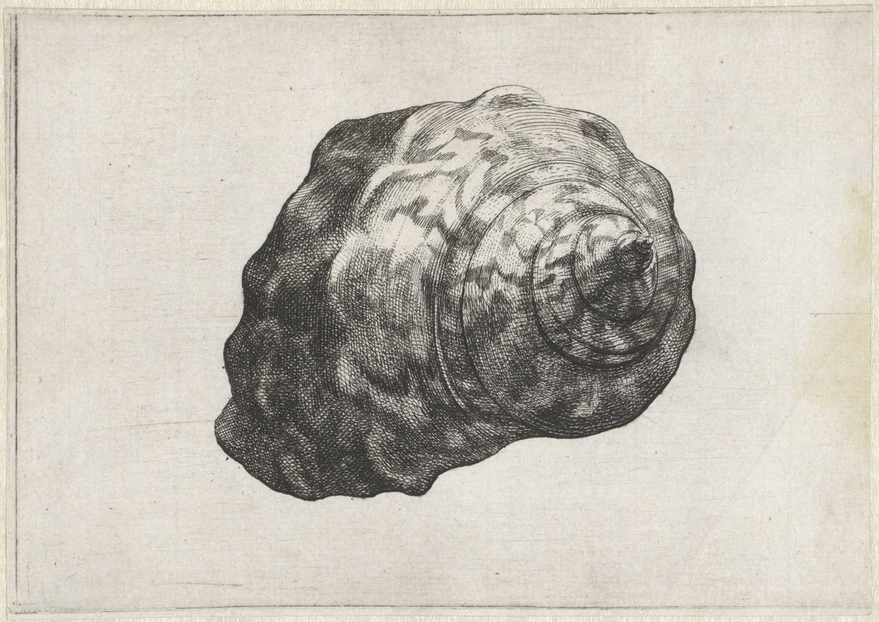 Kabuk, turbo sarmaticus Kabuklar (seri başlığı) by Wenceslaus Hollar