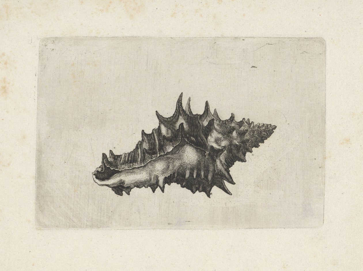 Kabuk, vasum seramik Kabuklar (seri başlığı) by Wenceslaus Hollar