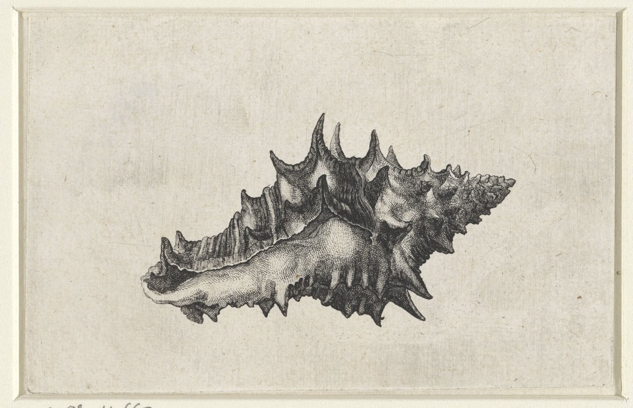 Kabuk, vasum seramik Kabuklar (seri başlığı) by Wenceslaus Hollar