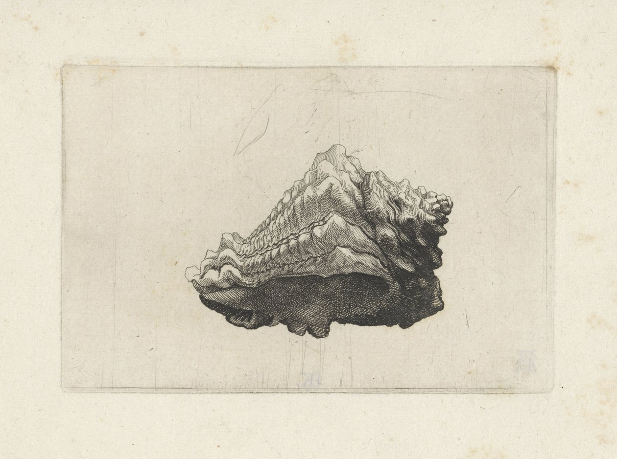 Kabuk, vasum muricatum doğumlu Kabuklar (seri başlığı) by Wenceslaus Hollar