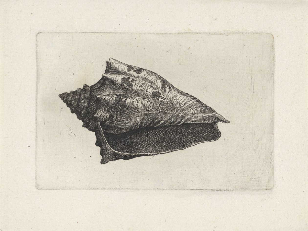 Kabuk, voluta ebraea Kabuklar (seri başlığı) by Wenceslaus Hollar