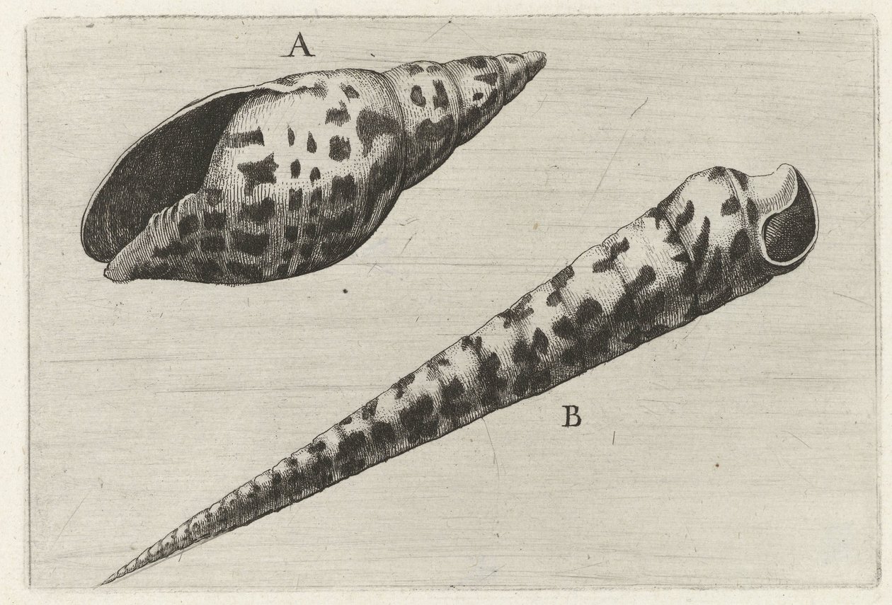 Schelpen, mitra cardinalis (A) ve terebra subulata (B) Schelpen (seri başlığı) by Wenceslaus Hollar